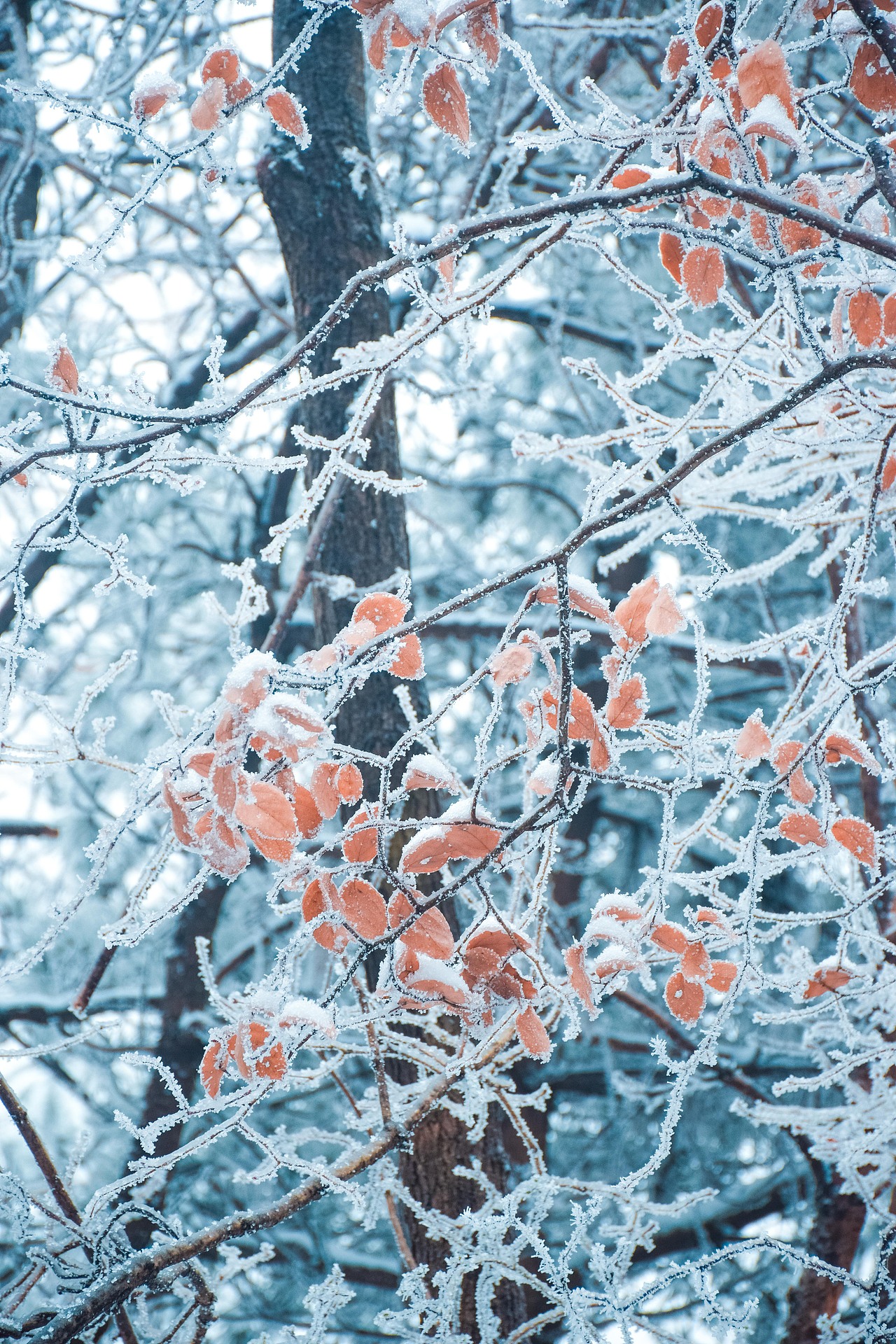 让我在雪地里再撒会儿野