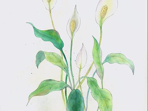 白鶴芋（個(gè)人主頁(yè)-ZMjU0Njk2MzY=） - 創(chuàng)作習(xí)作 - 站酷設(shè)計(jì)師茉白roman原創(chuàng)素材 - 站酷ZCOOL