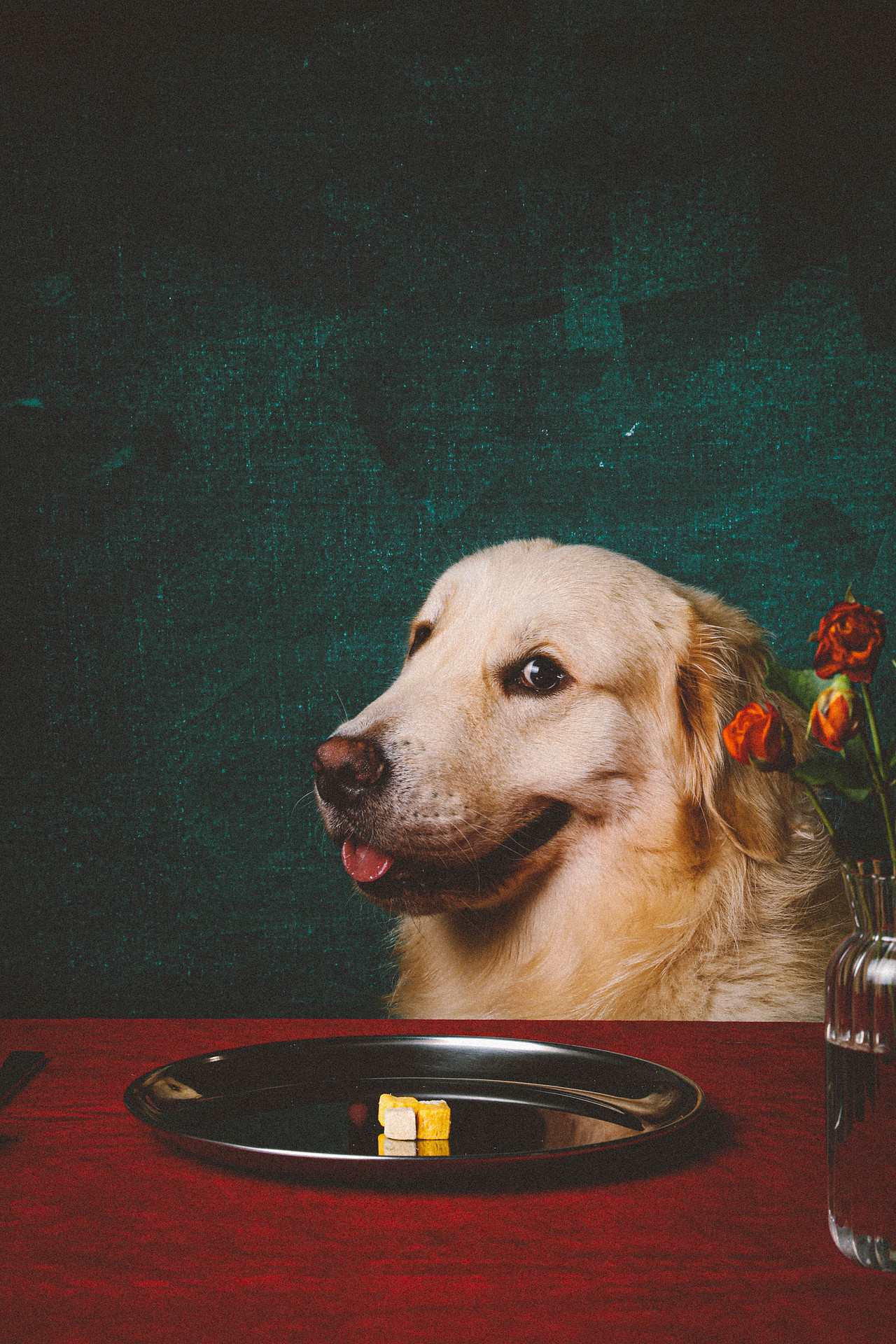 宠物摄影-红绿餐桌