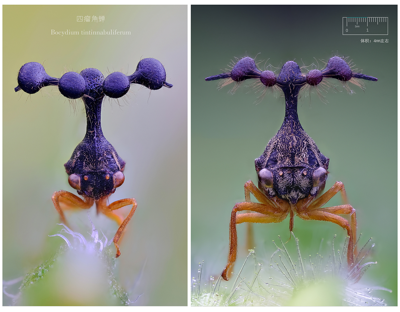 不同的四瘤角蝉