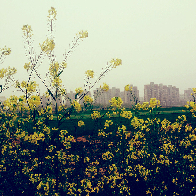 草莓音乐节｜鲜花港｜公园《手机拍》（图ZMjgwNTQzNTI=） - 风光摄影 - 站酷设计师柚子Una原创素材 - 站酷ZCOOL