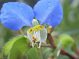 花样