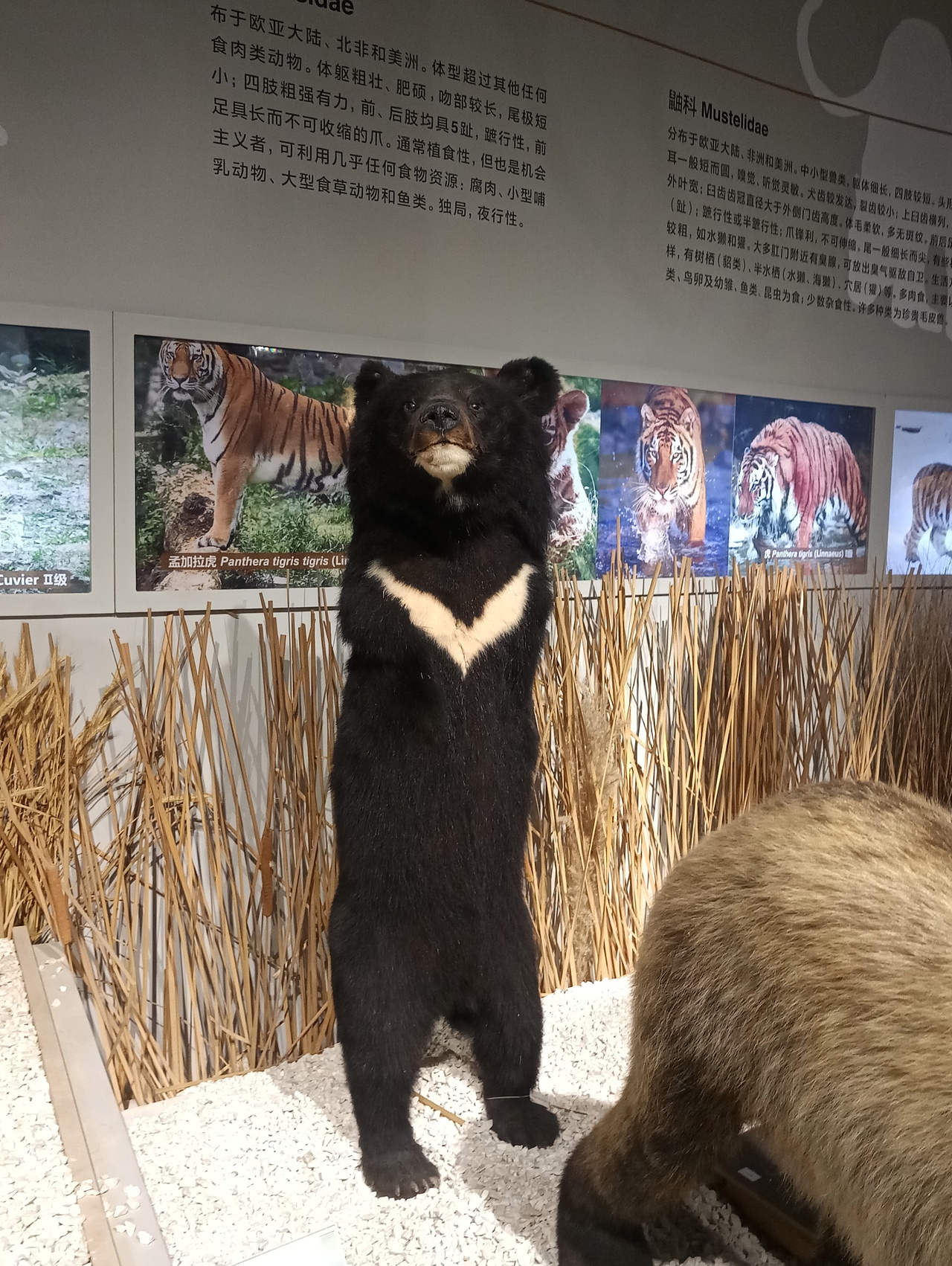 各种熊熊（图ZMTc0NTY0MjYw） - 宠物摄影 - 站酷设计师共赏繁华原创素材 - 站酷ZCOOL