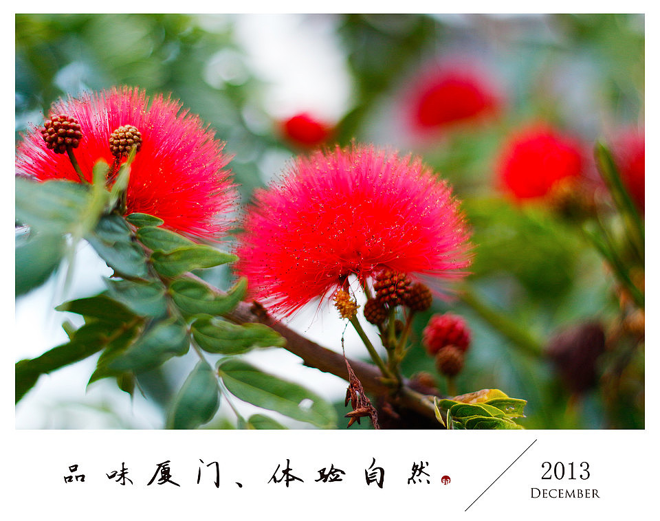 品味厦门、体验自然（图ZMTMxOTI4NTI=） - 风光摄影 - 站酷设计师KWEIYANG原创素材 - 站酷ZCOOL