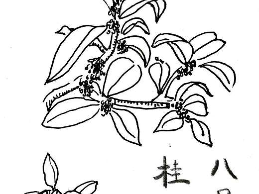 桂花