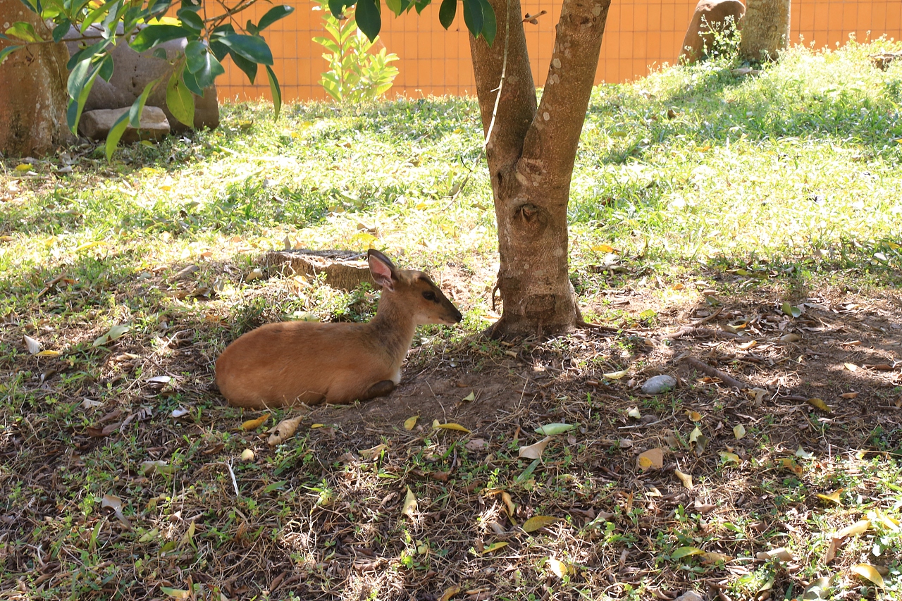傻狍子...不对,你是麂子