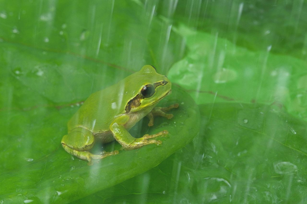 中国林蛙-中国两栖动物及分布-图片