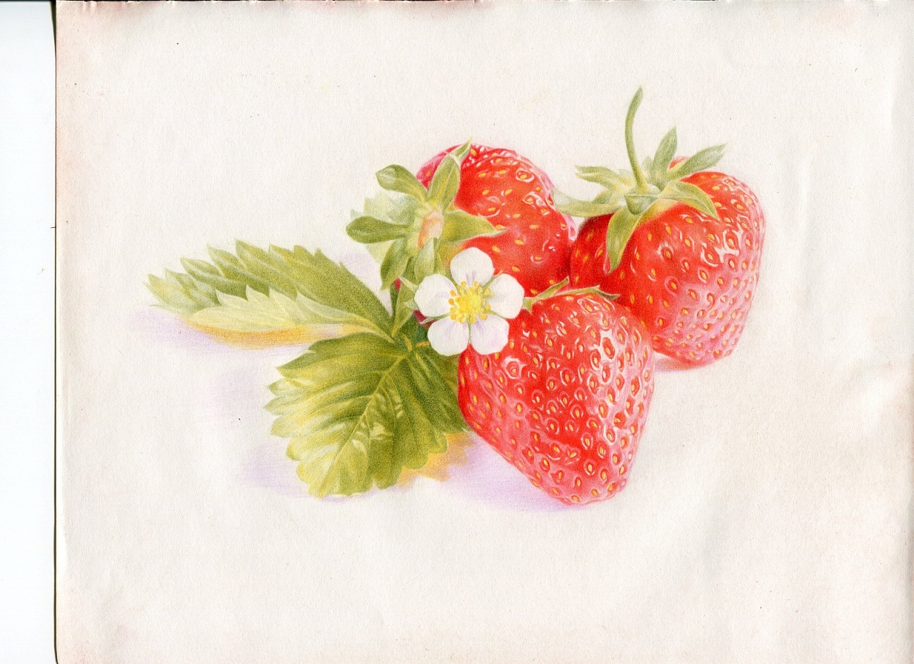 草莓绘画~|插画|插画习作|麦麦麦于野 - 原创作品 - 站酷 (ZCOOL)