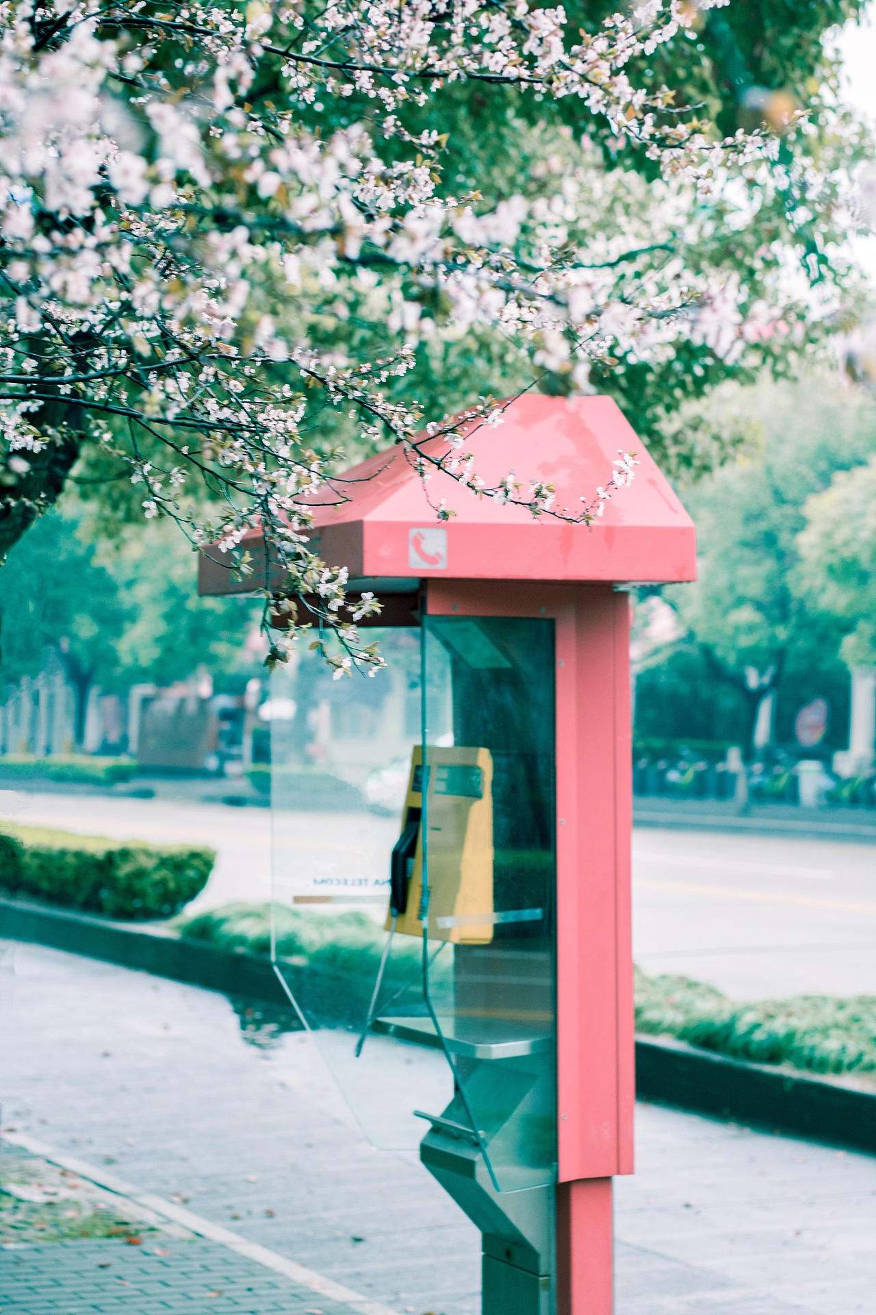 翻去年小區(qū)的春天，今年的春天花也要開啦！~（圖ZMTA2MTA2NzU2） - 人文/紀(jì)實(shí)攝影 - 站酷設(shè)計(jì)師正在做任務(wù)原創(chuàng)素材 - 站酷ZCOOL