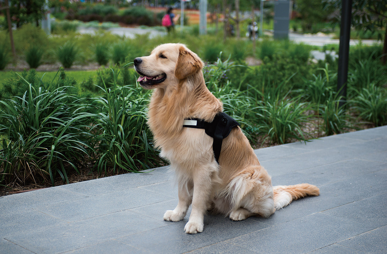 Vision 导盲鞍（图ZMTg3NzkxMTgw） - 生活用品 - 站酷设计师SavagePcd原创素材 - 站酷ZCOOL