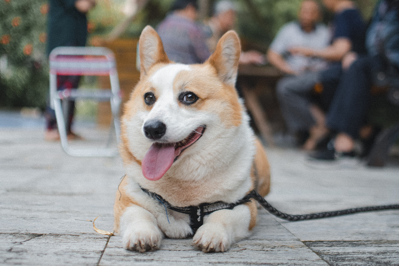 多多的故事（图ZMjEwMzM2NzY0） - 宠物摄影 - 站酷设计师aiml1998原创素材 - 站酷ZCOOL