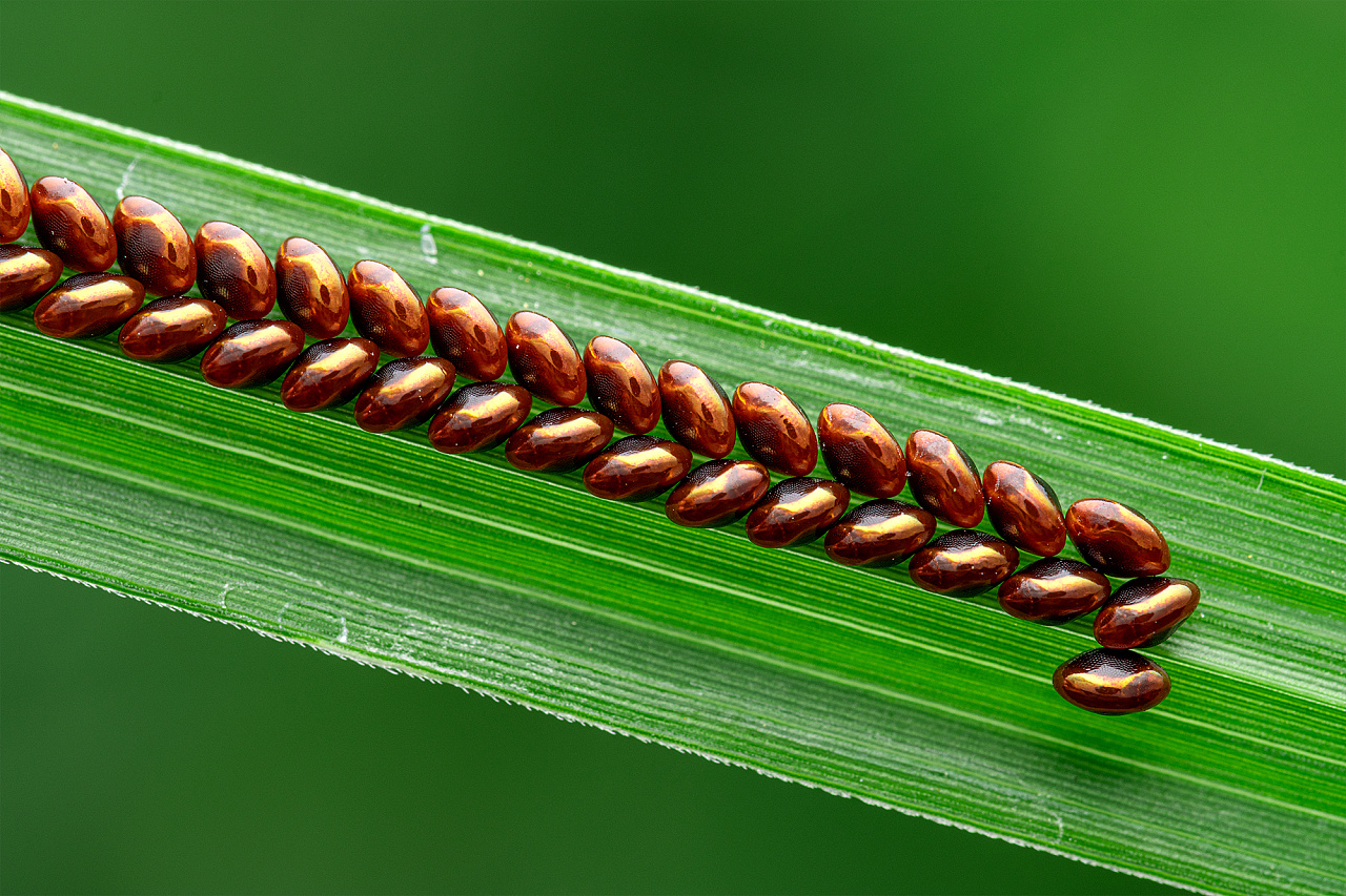 微观世界大不同,微距镜头下的小动物! - 原创作品 - 站酷(zcool)