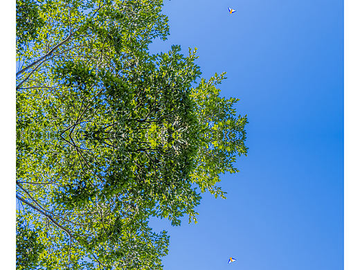 深圳城市公园风光摄影尝试