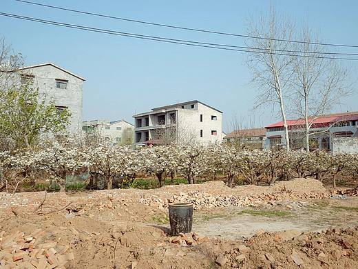 魏县东北部梨园纪行之一