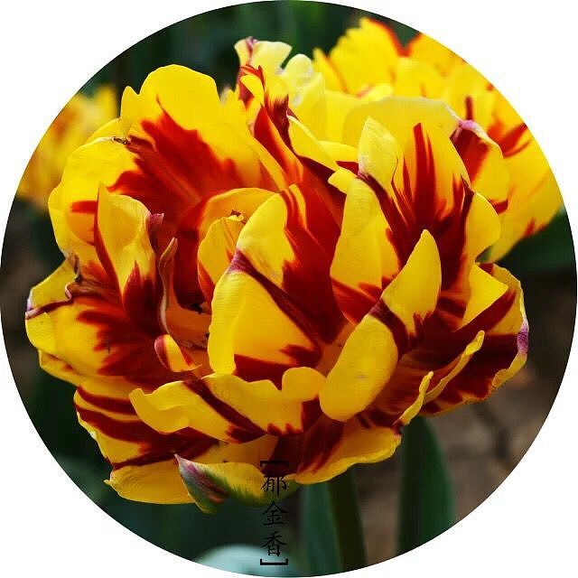 美丽的花儿看的我心花怒放（图ZMzg0NTUzMTI=） - 风光摄影 - 站酷设计师1252204415原创素材 - 站酷ZCOOL