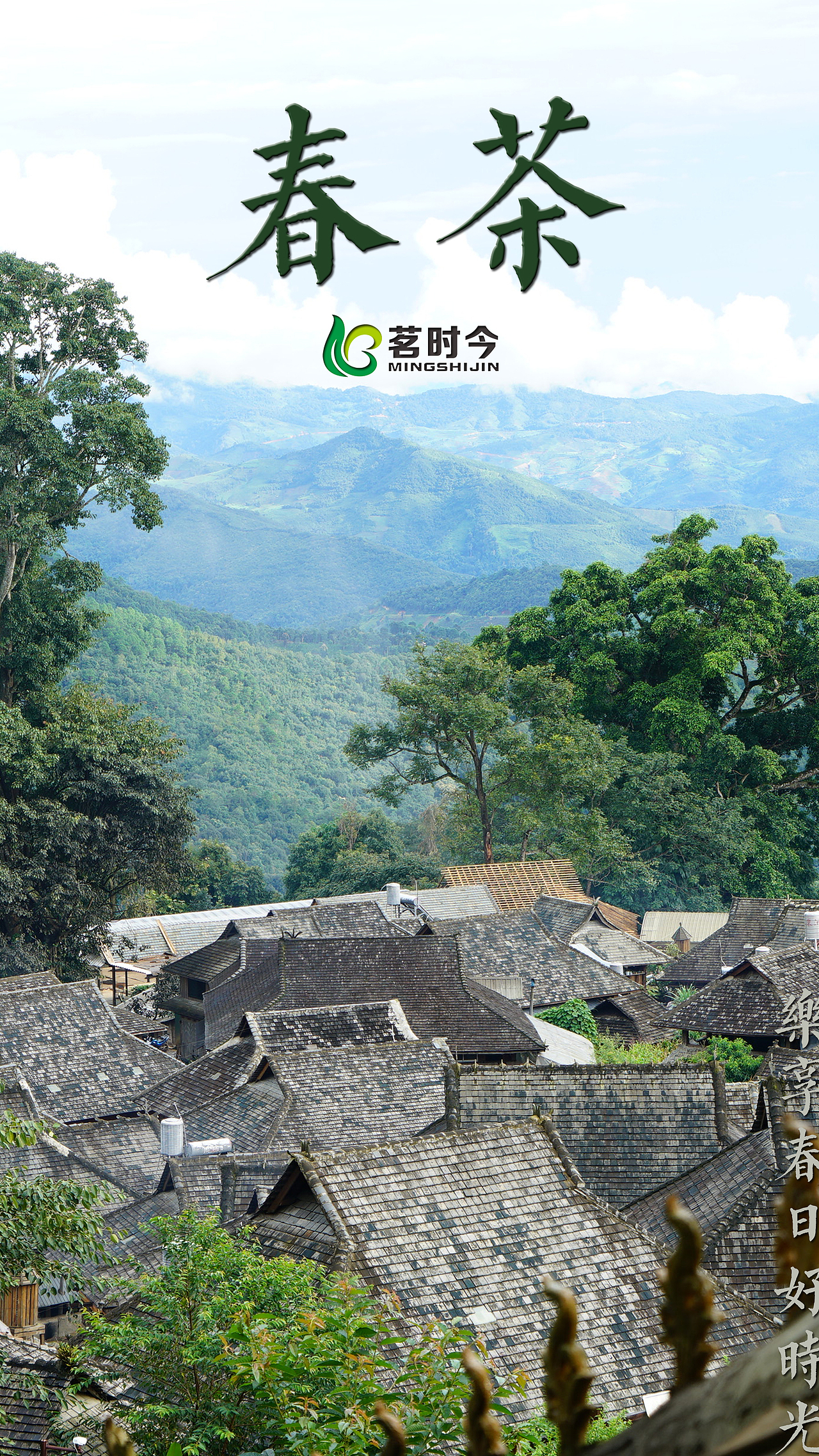2022年春茶茗时今茶叶春天的茶春天的味道云南普洱茶山
