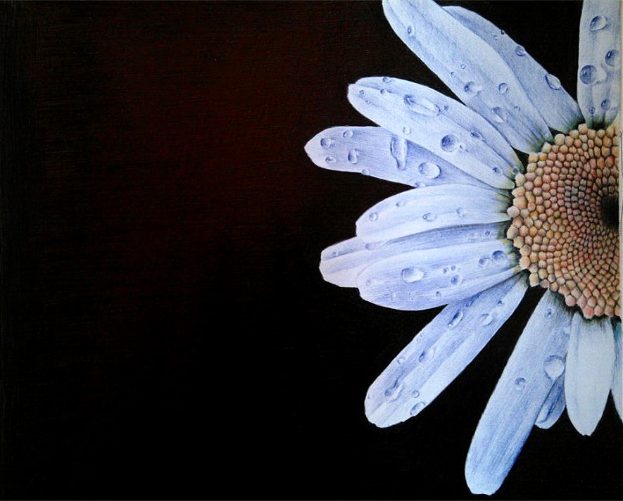 圆珠笔画---《雏菊》