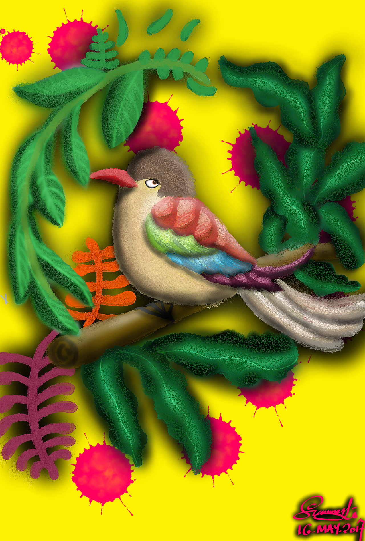 彩色羽毛的鸟鸟