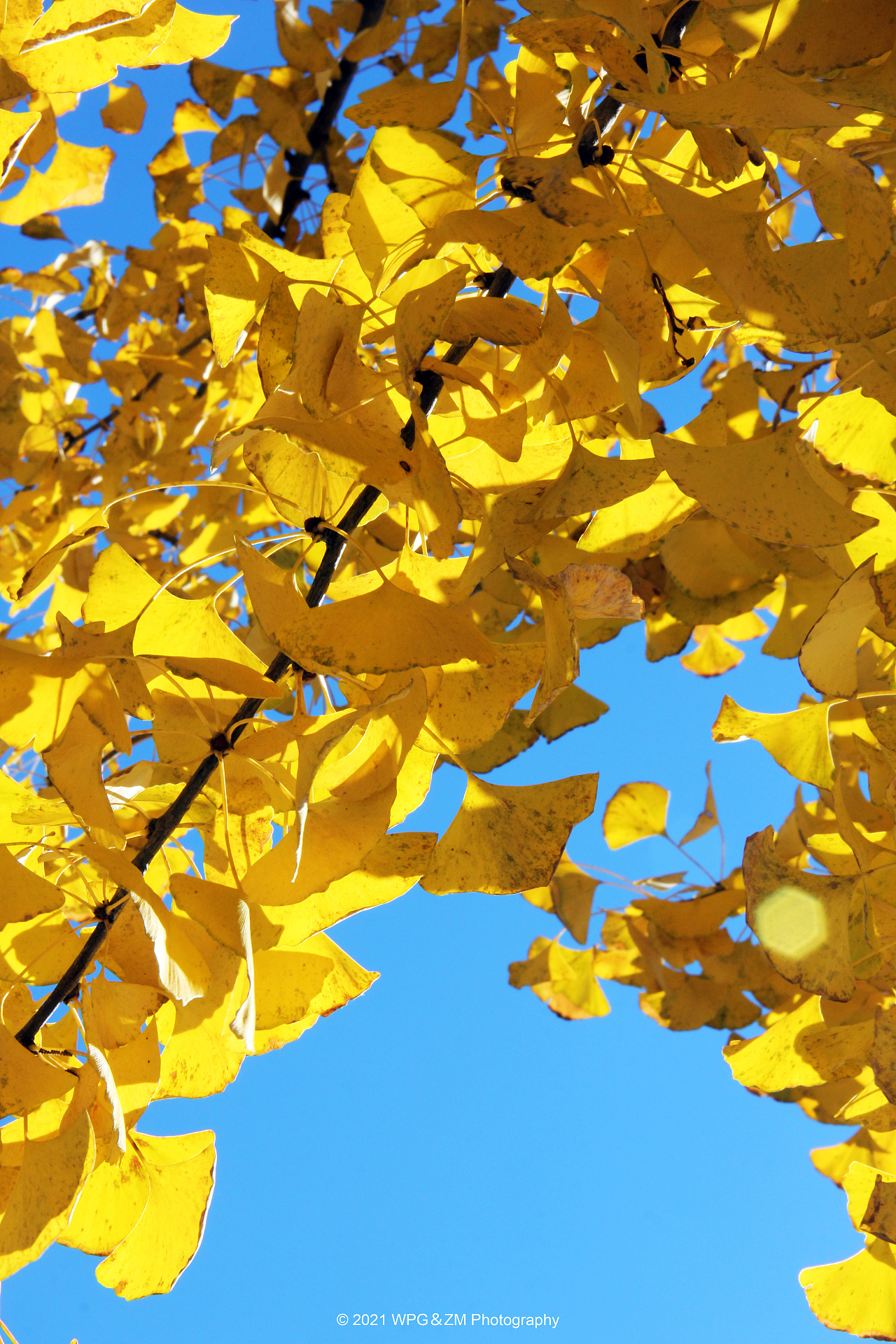 《 秋之韵 》|摄影|风光摄影|王珮光 - 原创作品 - 站酷 (zcool)