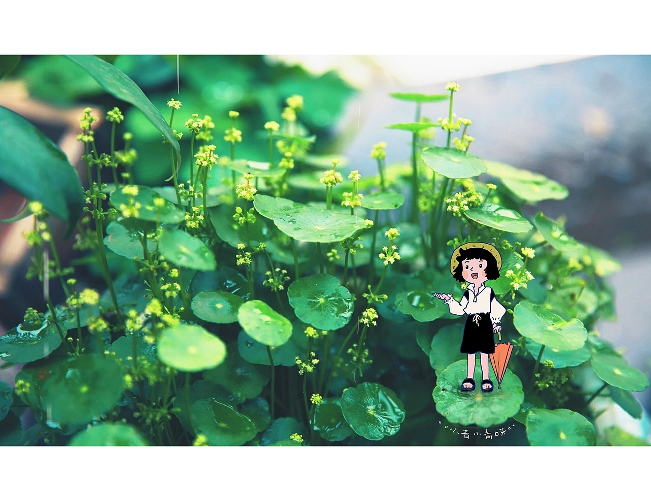 大大的世界小小的我——植物篇（图ZMjAyODU3Mjc2） - 艺术插画 - 站酷设计师小青小青呀原创素材 - 站酷ZCOOL