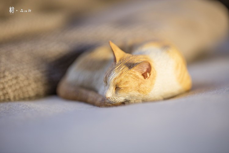 末匠丨森口修の猫之睡眠团猫