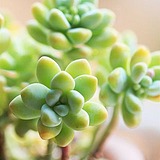 狸猫的城堡的头像
