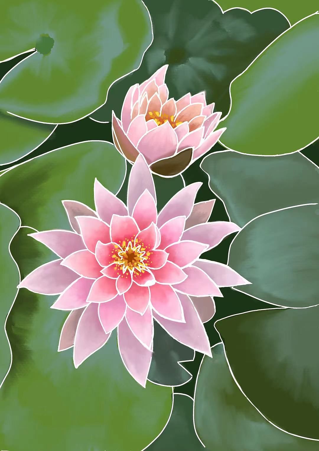 第四幅插画:🌸睡莲花开🌸