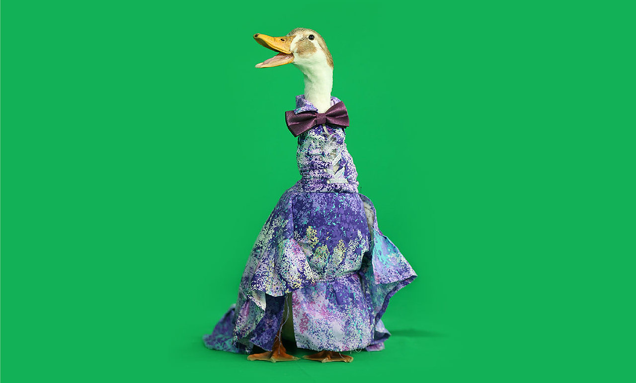 服装设计 | 动物服装设计与制作