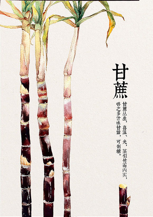 甘蔗|插画|商业插画|张晓白a_原创作品-站酷zcool