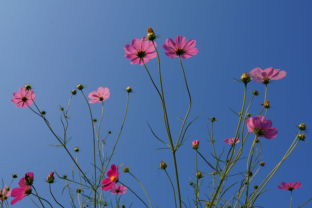 【2019·记录生活】农村老家（图ZMjQxOTUwMjMy） - 风光摄影 - 站酷设计师席振凯原创素材 - 站酷ZCOOL