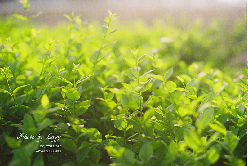 菲林《晨》 # layy的时光机 #