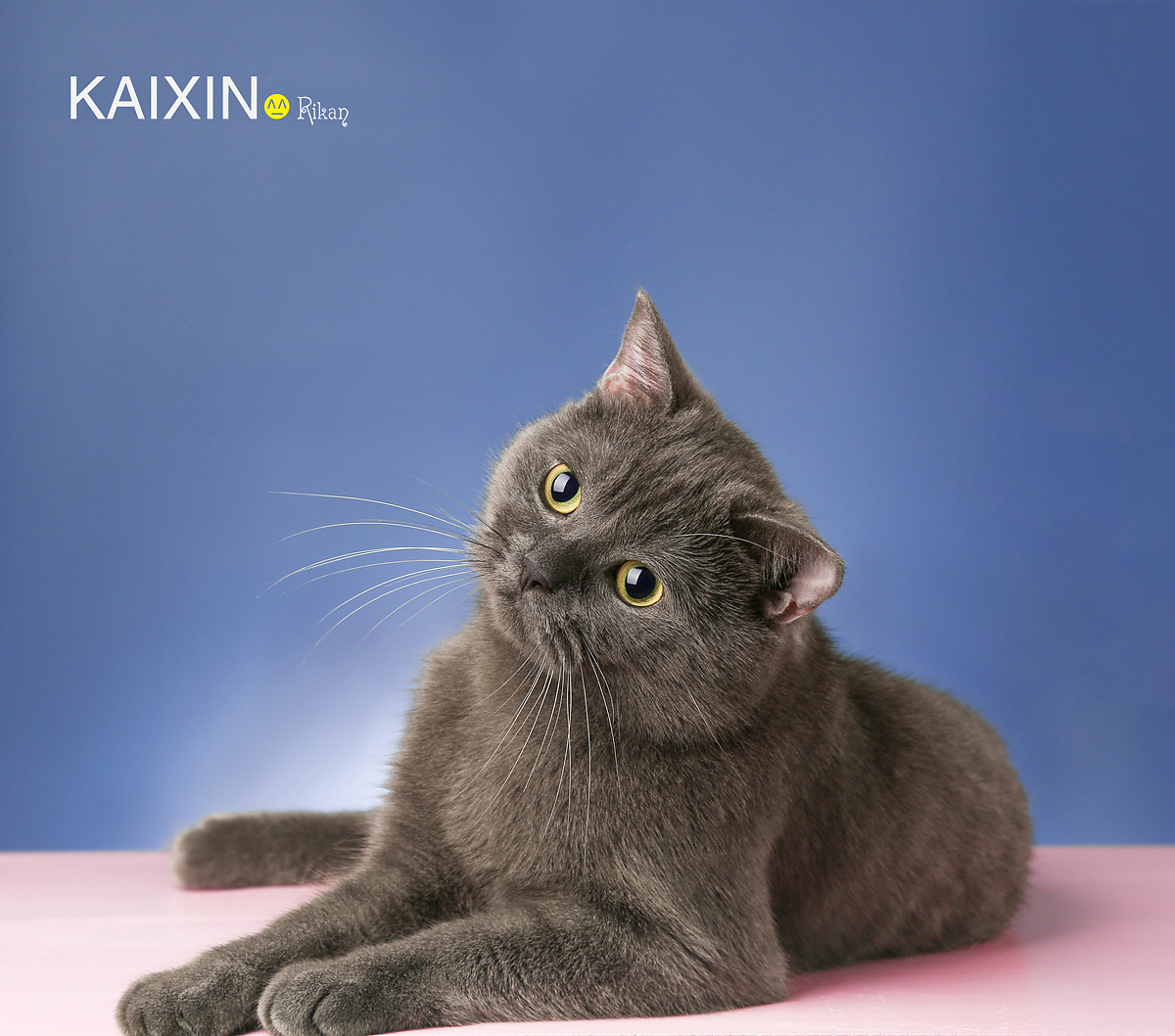 宠物摄影家有猫咪英短蓝猫