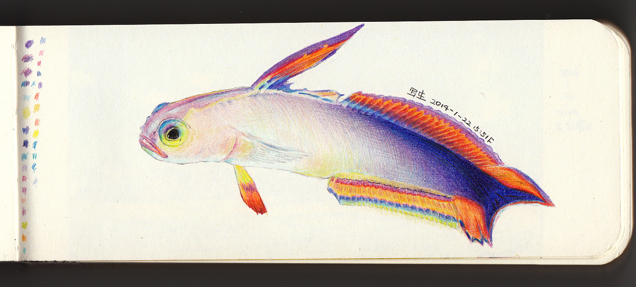 鱼|纯艺术|彩铅|lucinda_n - 原创作品 - 站酷 (zcool)