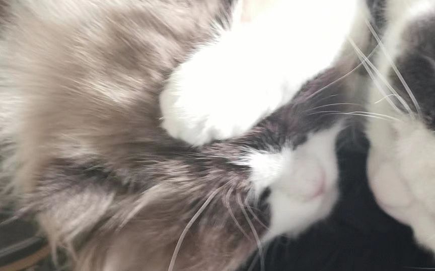 小猫咪（图ZMzQ0NTM2NjMy） - 建筑/空间 - 站酷设计师一只小绿蛙原创素材 - 站酷ZCOOL