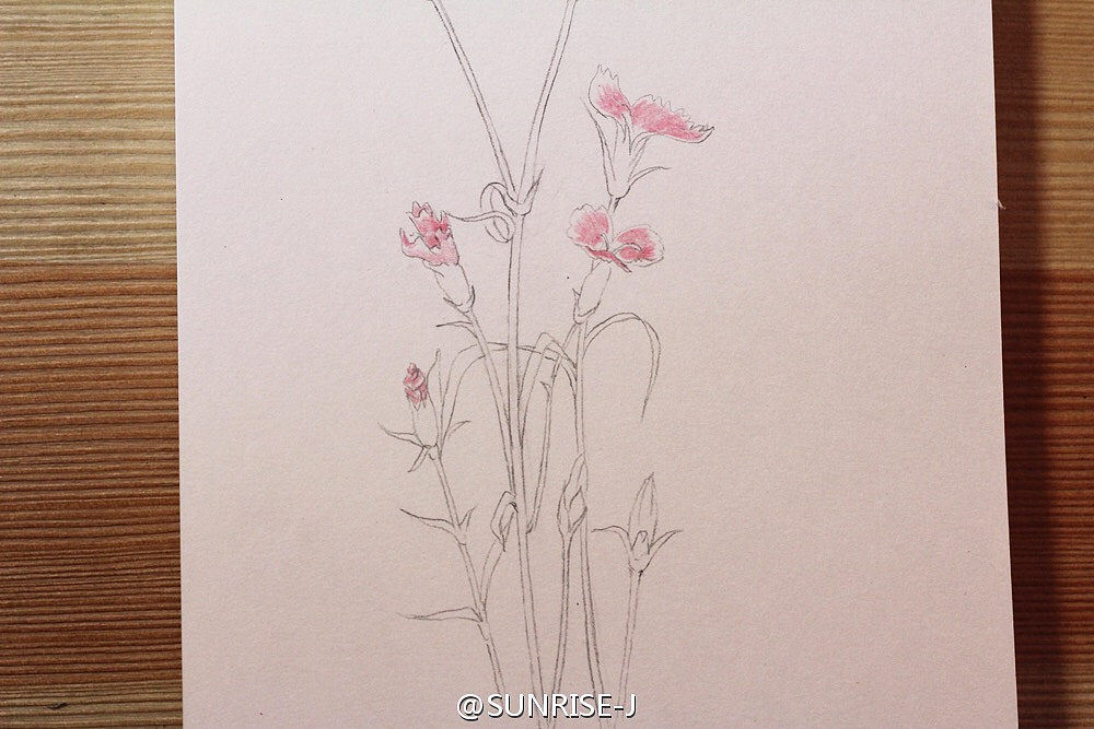 石竹花彩铅手绘