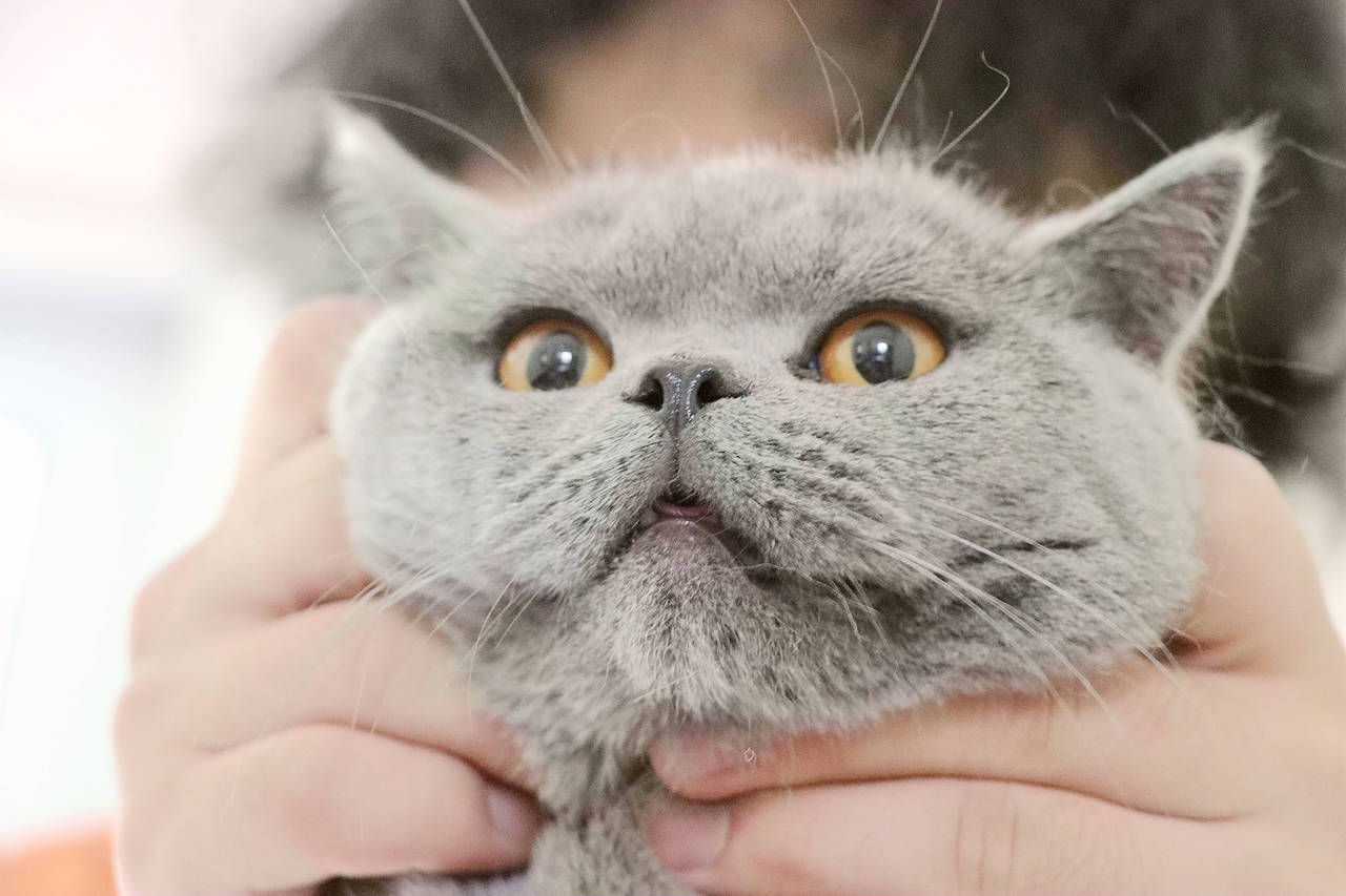 种猫-MM-纯蓝色-冬梅-英国短毛猫|沐米猫舍