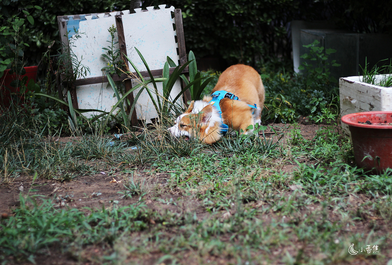 宠物摄影（图ZMjQwOTEyNjA0） - 宠物摄影 - 站酷设计师焦喜庆原创素材 - 站酷ZCOOL