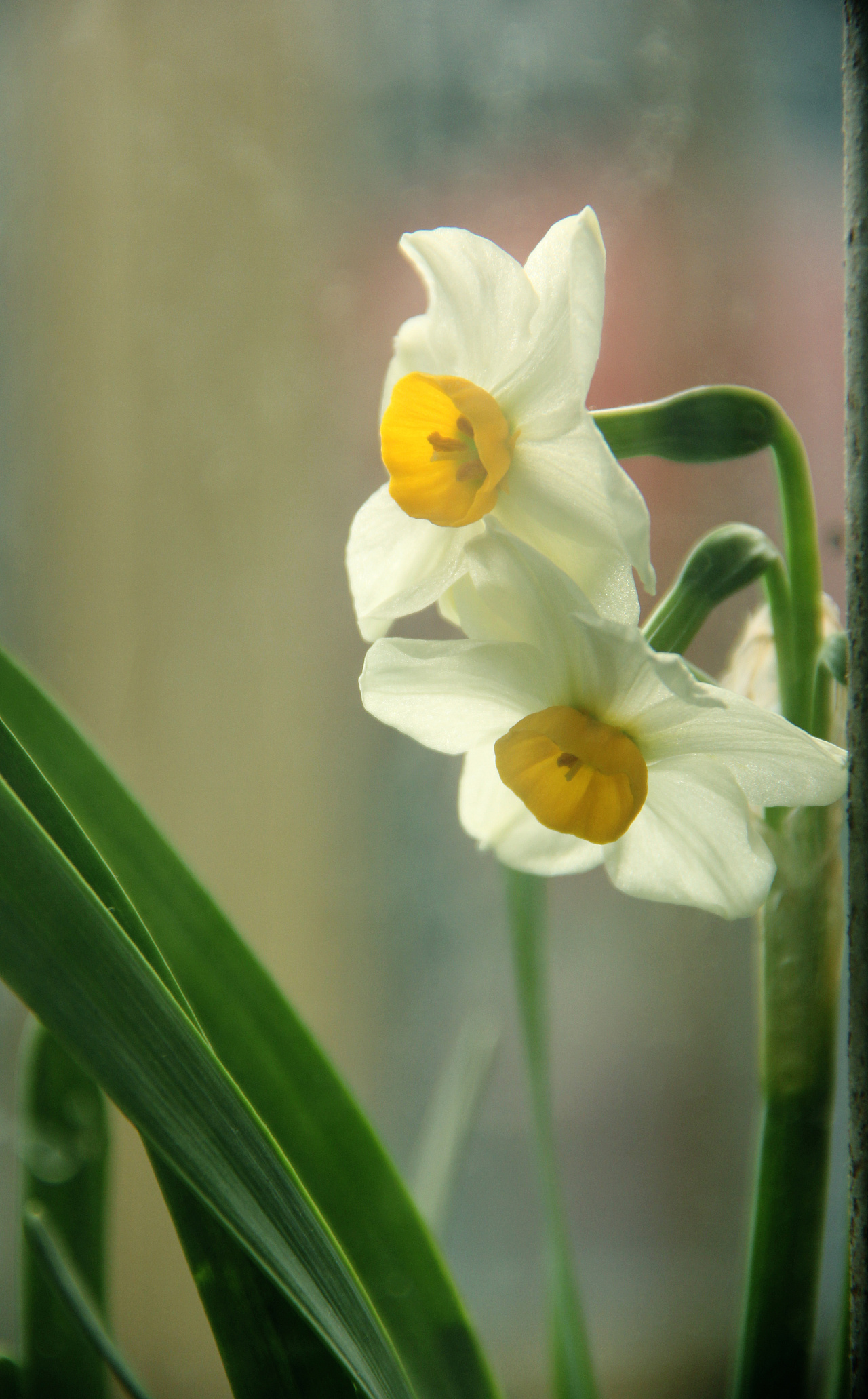 水仙:一花自成一世界 - 原创作品 - 站酷(zcool)