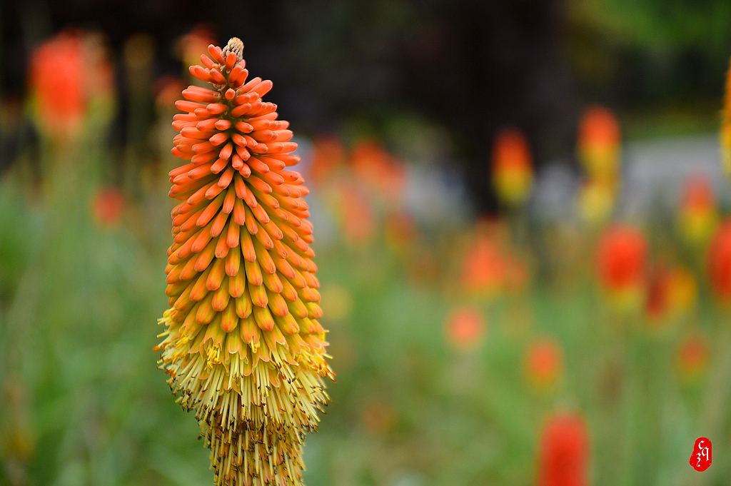 有人认识这个吗?