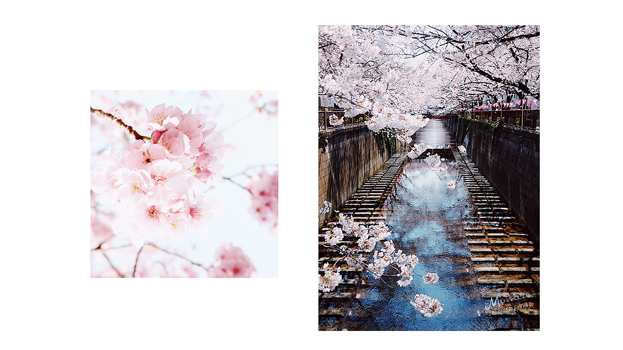 東京の櫻花，爛漫的年華（圖ZMTA5NTA3NzIw） - 風光攝影 - 站酷設計師Miss_Mo原創(chuàng)素材 - 站酷ZCOOL
