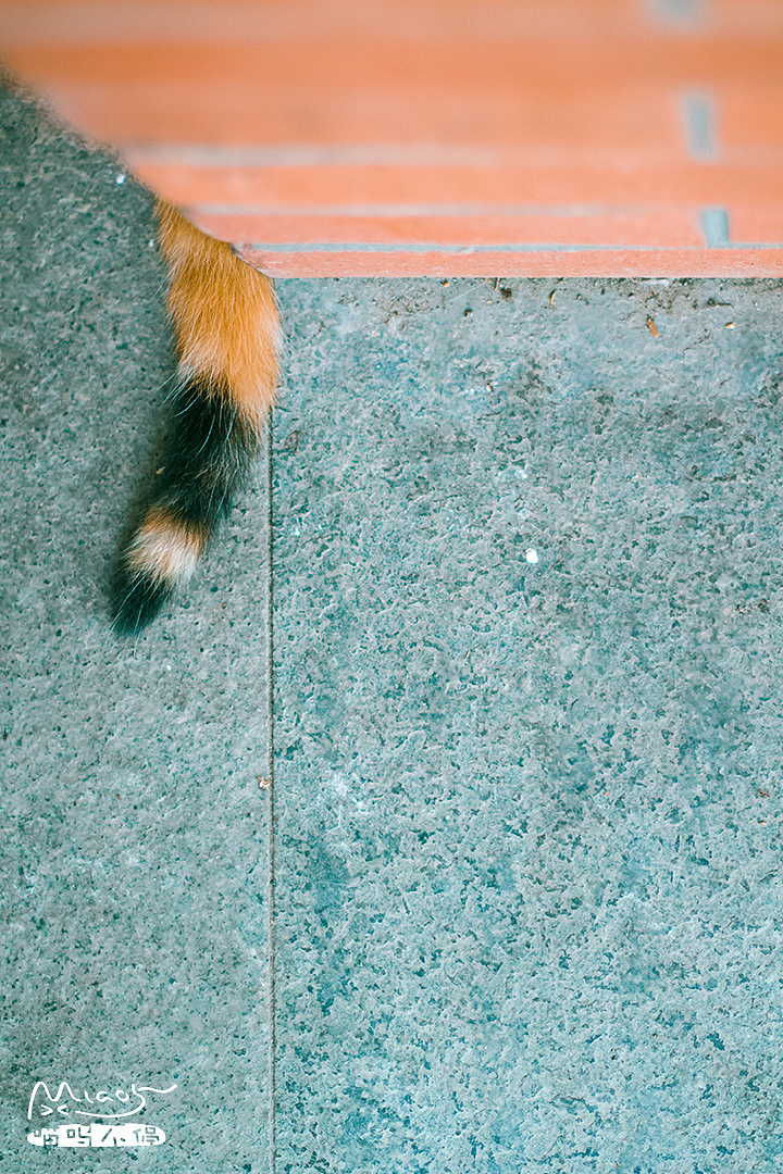 嘘!别告诉她,我藏在这儿~