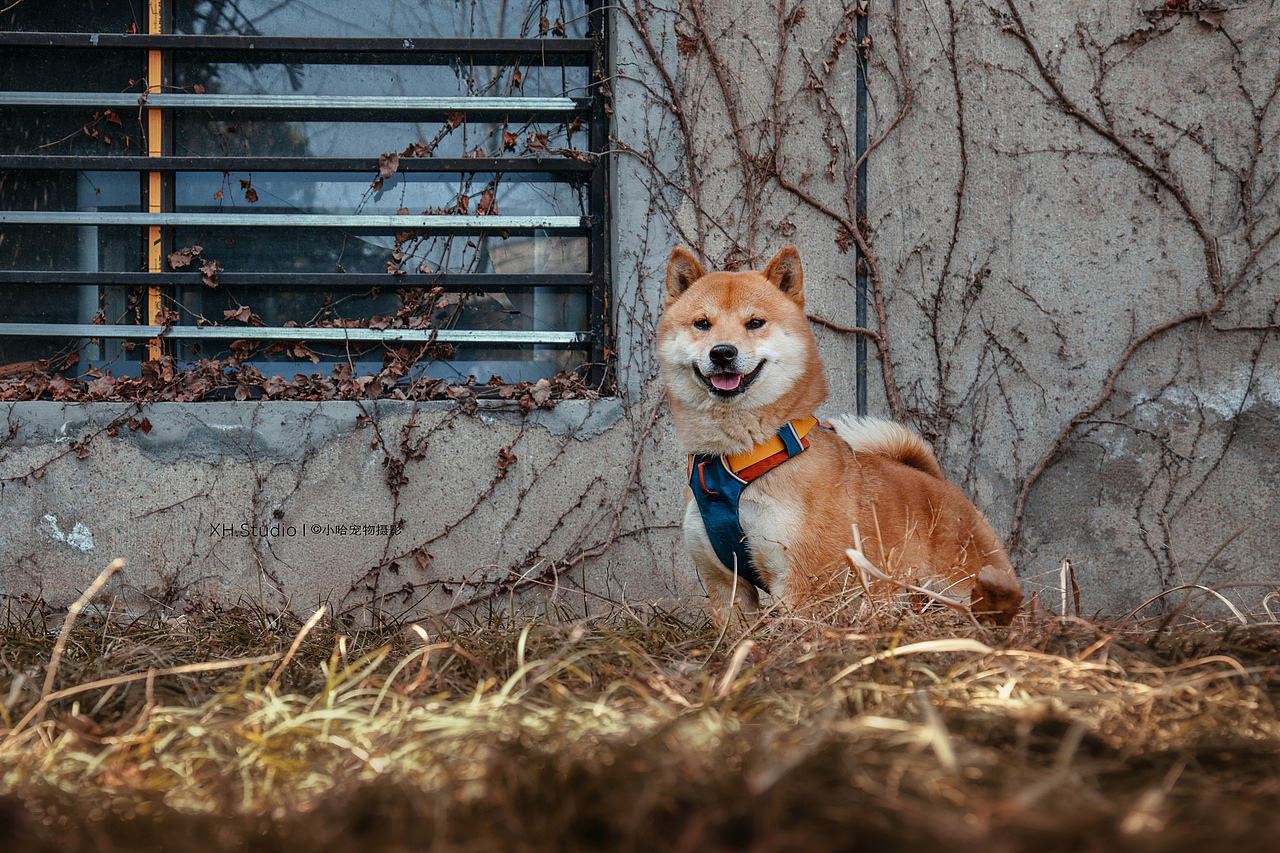 合集五【小哈宠物摄影】（图ZMjQ5MDY0MDYw） - 宠物摄影 - 站酷设计师小哈_ZwQ原创素材 - 站酷ZCOOL