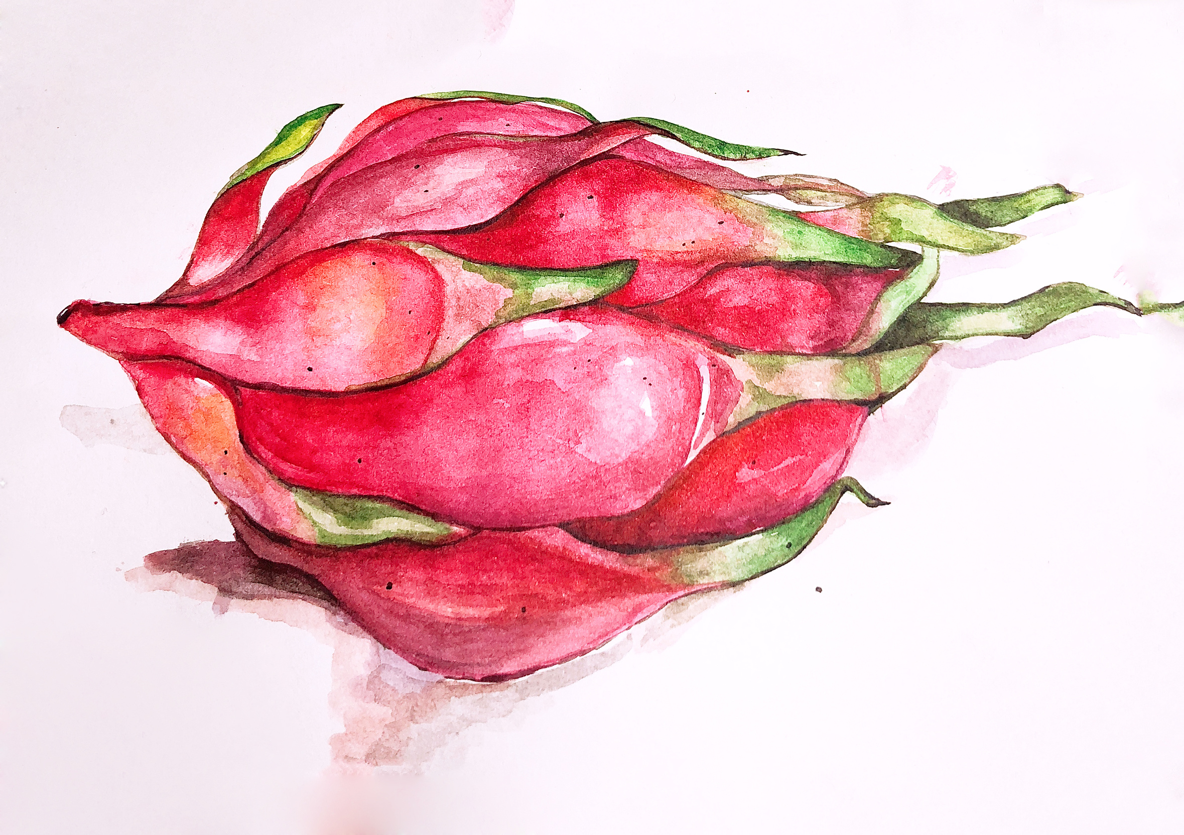 近日水彩插画临摹