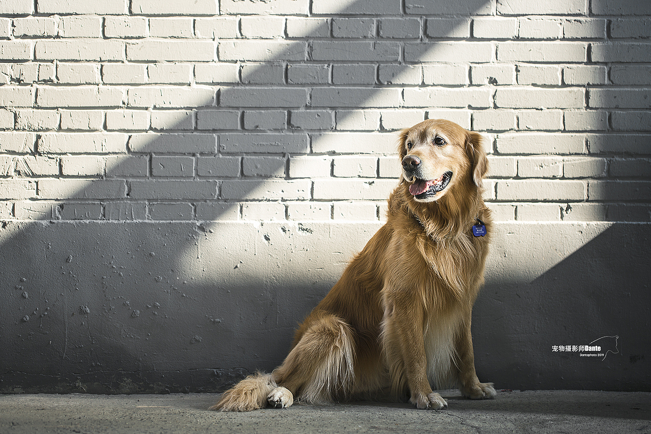 宠物摄影师dante