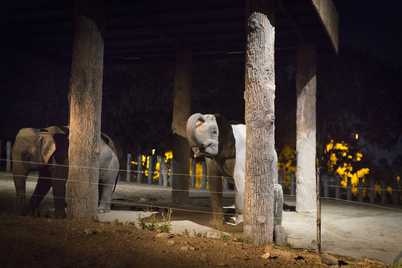 泰国旅拍_Day3_2_夜间动物园（图ZOTM3ODU4NzI=） - 人文/纪实摄影 - 站酷设计师楦梓原创素材 - 站酷ZCOOL