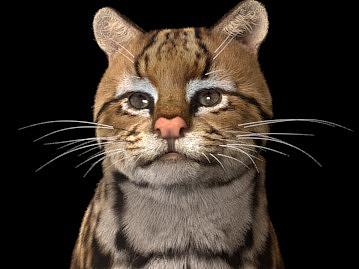 猫的那些事——女朋友系列