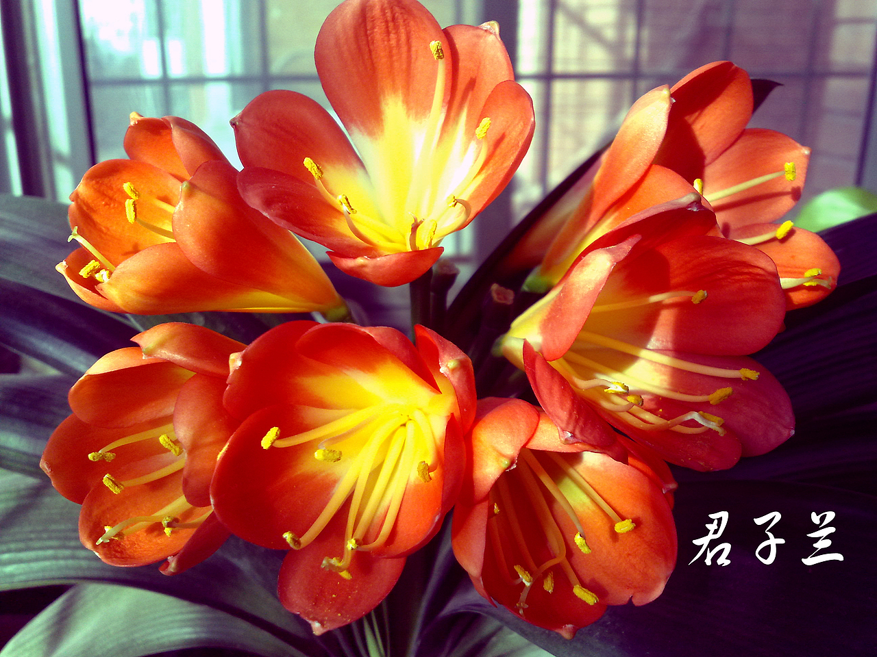 冬天的君子兰