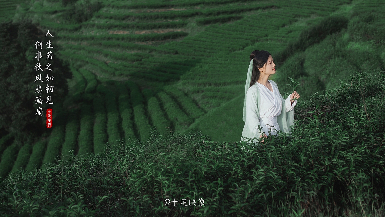 古装:茶山