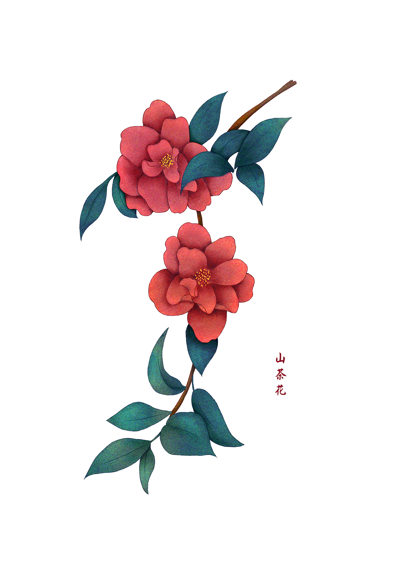 花卉植物练习——山茶花（图ZMjAwNTM5MjY4） - 创作习作 - 站酷设计师春风一叶舟原创素材 - 站酷ZCOOL