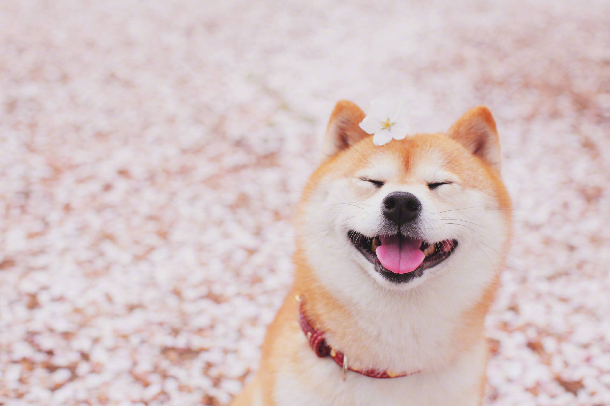 小秋初的个人主页（背景预览） - 主页背景设置 - 站酷设计师小秋初原创素材 - 站酷ZCOOL